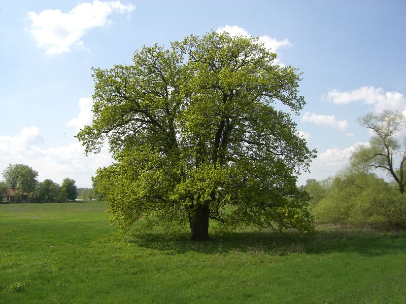 krak08-1010.jpg