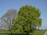 krak08-1086.jpg